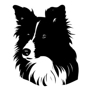 shetland_sheepdog_1679999661414592.jpeg
