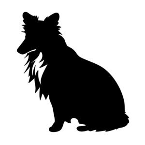 shetland_sheepdog_1679999661424227.jpeg