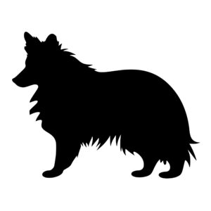 shetland_sheepdog_1679999734866384.jpeg