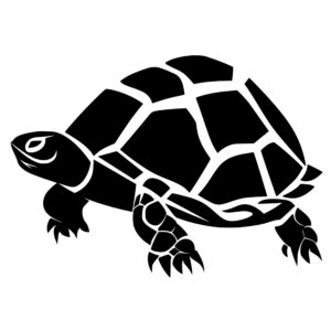 turtles_1679865090634445.jpeg