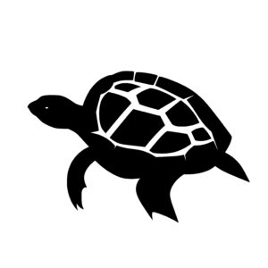 Terrapin Turtle