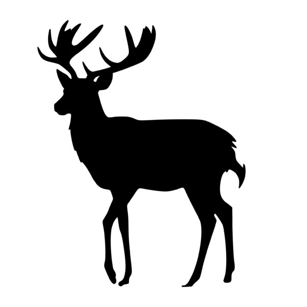 wild_animals_1679864342939585.jpeg
