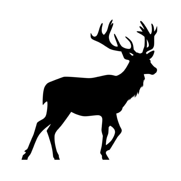 wild_animals_1679864342956922.jpeg