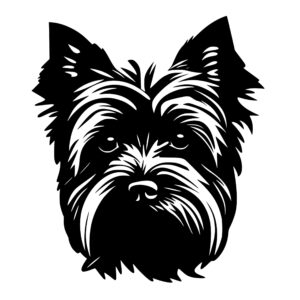 yorkie_1679999885771378.jpeg