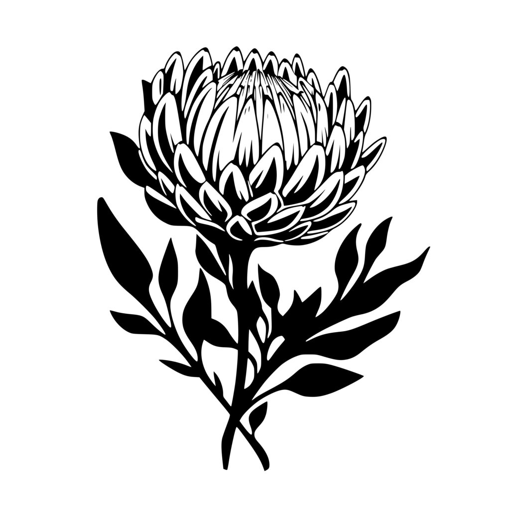 Protea Flower SVG File: Instant Download for Cricut, Silhouette, and