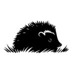 Hedgehog Closeup