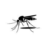 Mosquito