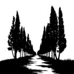 Italian Cypress Walkway