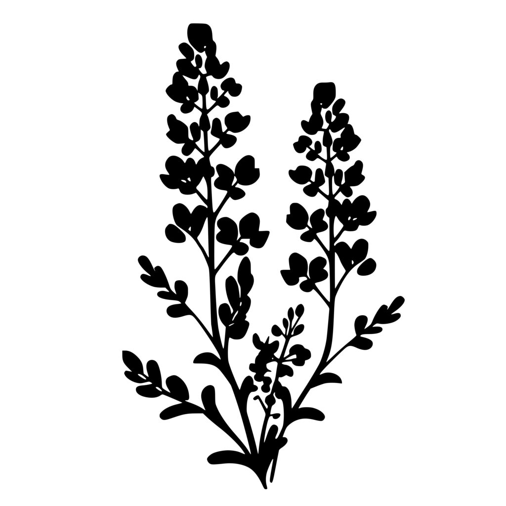 Beautiful Bluebonnet Plant SVG File: Instant Download for Cricut ...