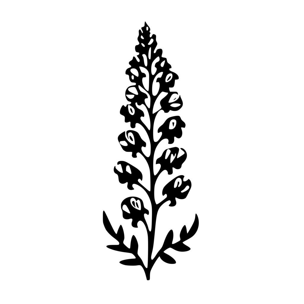 Bluebonnet Plant SVG Image - Instant Download for Cricut, Silhouette