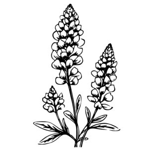 Bluebonnet Lupine Flower
