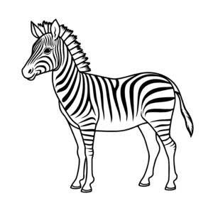 Adorable Zebra