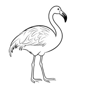 Long-legged Flamingo