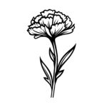 Carnation Majesty