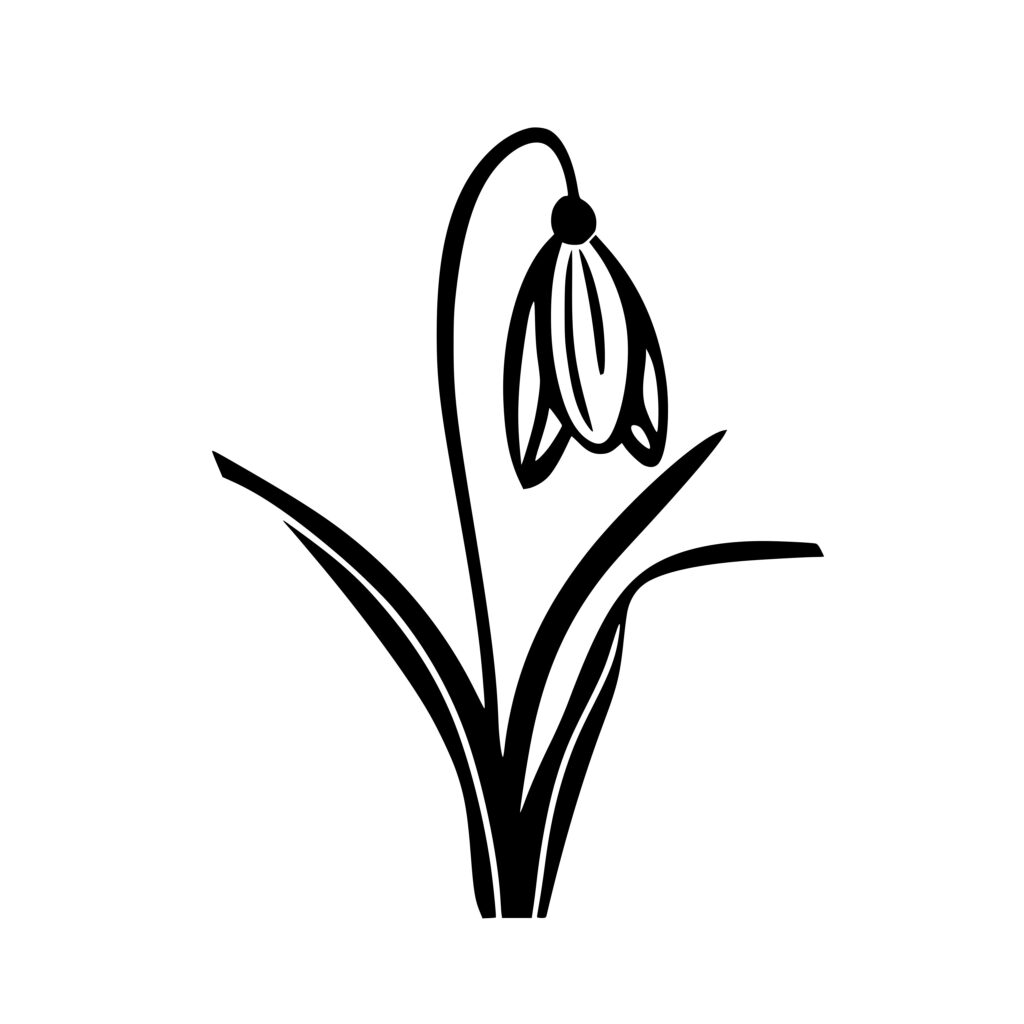 Blossoming Snowdrop: Instant SVG, PNG, DXF Files for Cricut, Silhouette