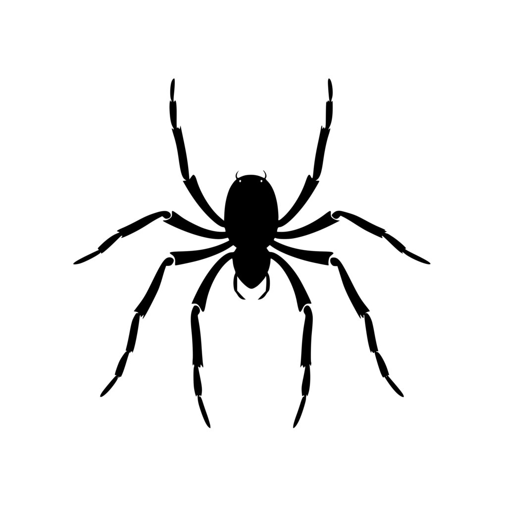 Instant Download: Long-legged Spider SVG & PNG File for Cricut, Silhouette