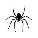 Long-legged Spider