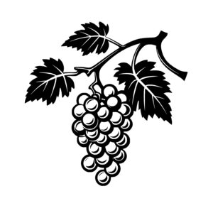 Grape Vineyard Branch