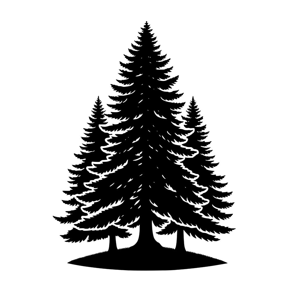 Instant Download Svg Of Mighty Douglas Fir For Cricut, Silhouette, Xtool