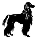 Elegant Afghan Hound