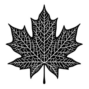 Detailed Maple Leaf