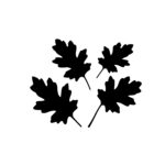 Maple Leaves