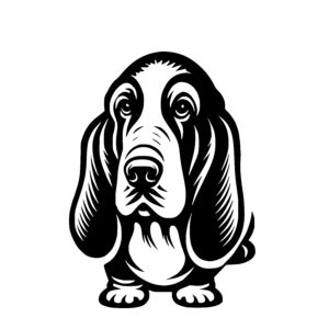 Droopy Basset Dog