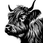 Closeup Highland Cow