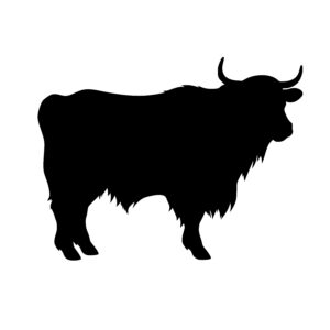 Highland Cow Profile
