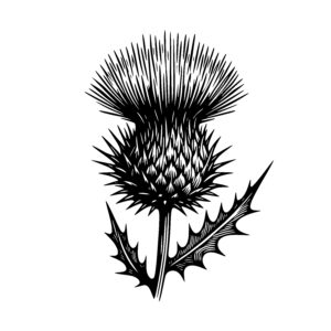 Spiky Thistle