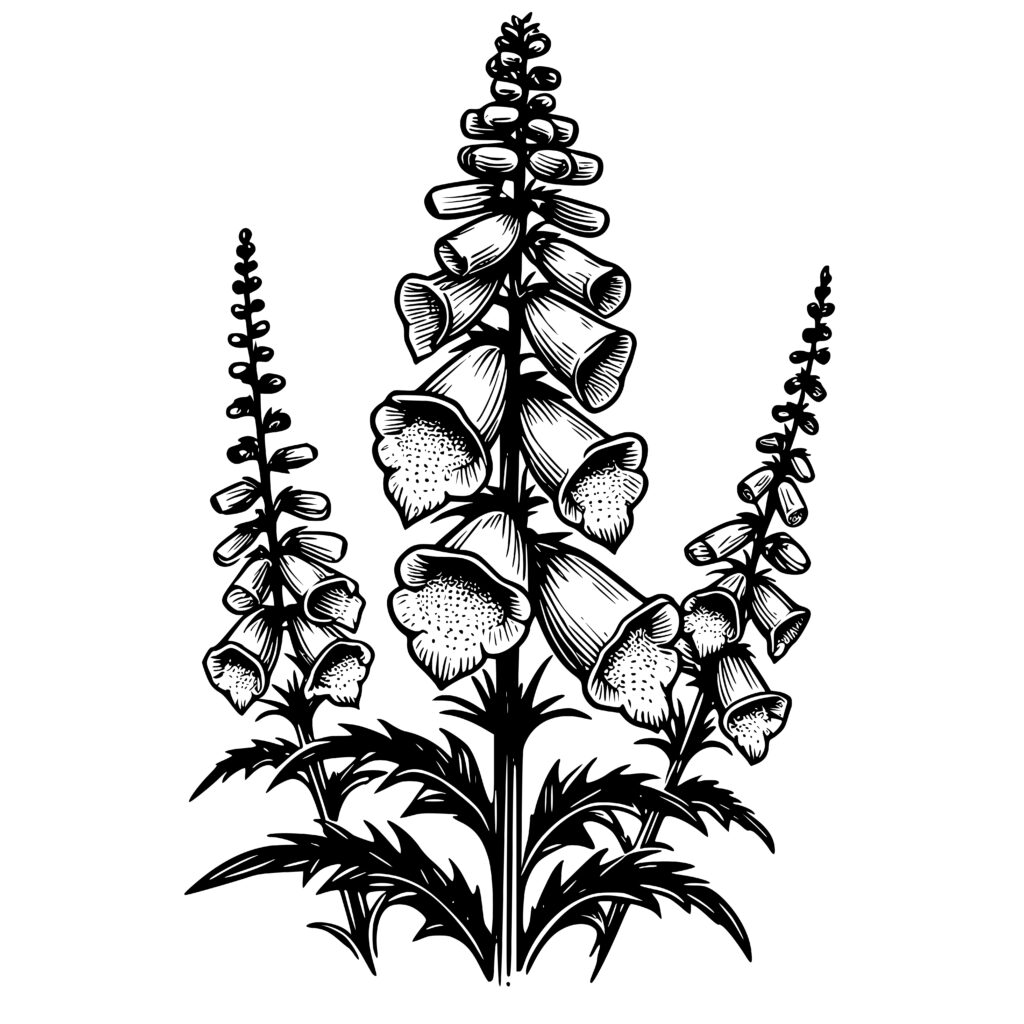 Foxglove Beauty Design SVG PNG DXF For Cricut Silhouette This Foxglove Beauty Design SVG PNG DXF For Cricut Silhouette This