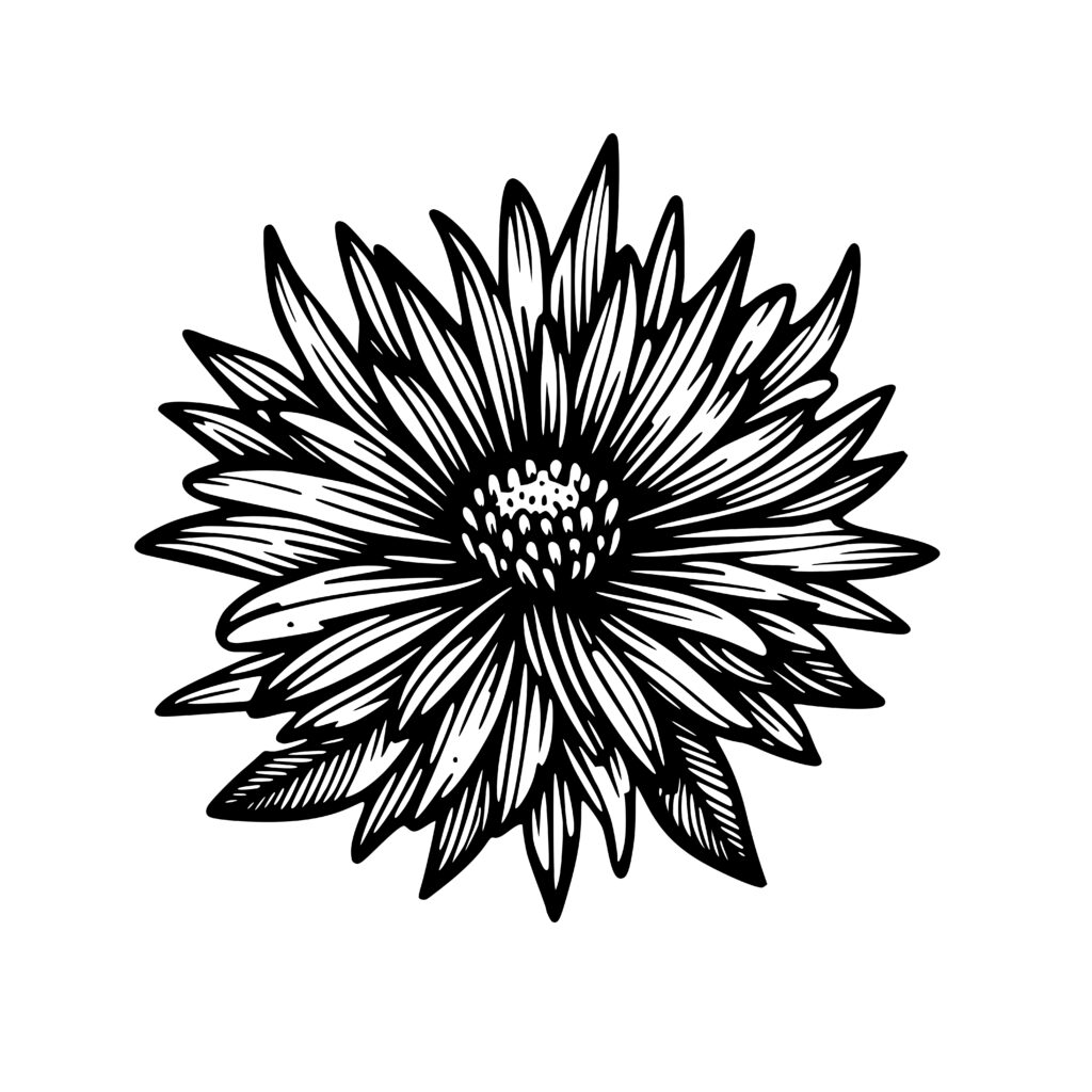 Radiant Aster Flower Design - SVG, PNG, DXF for Cricut, Laser