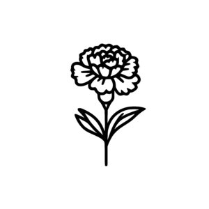 Blooming Carnation