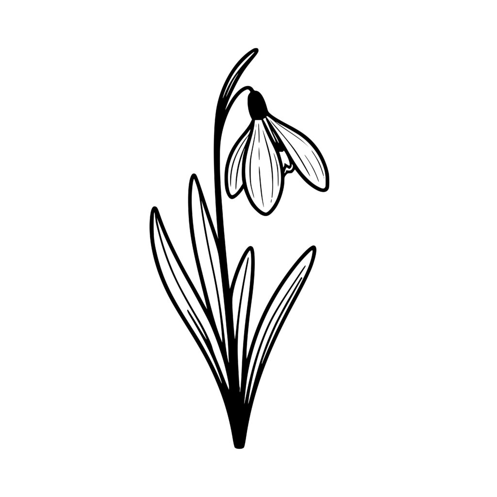 Graceful Snowdrop Design - SVG, PNG, DXF for Cricut & Silhouette