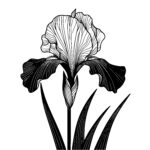 Elegant Iris Bloom