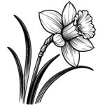 Spring Daffodil Beauty