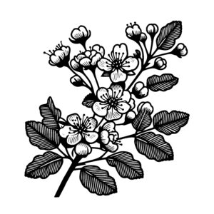 Hawthorn Blossom Branch