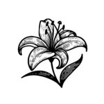 Lily Flower Elegance