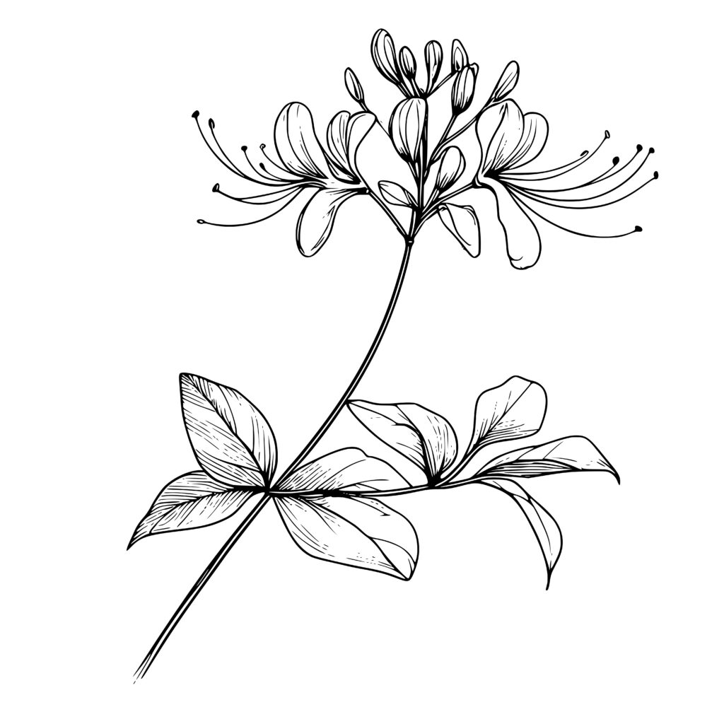 Honeysuckle Grace Floral SVG - Compatible with Cricut, Silhouette