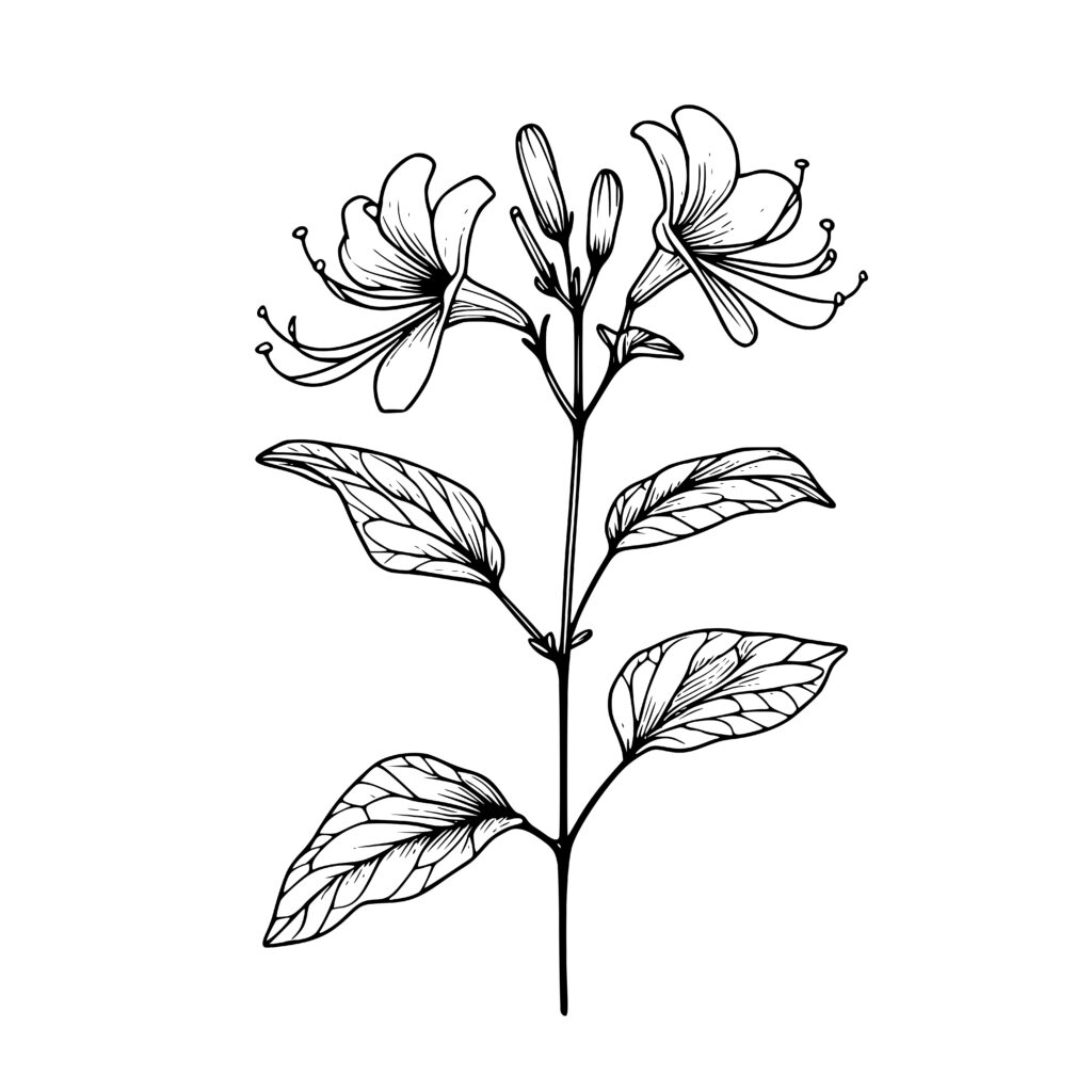 Honeysuckle Elegance SVG Design for Cricut, Silhouette, Laser Machines