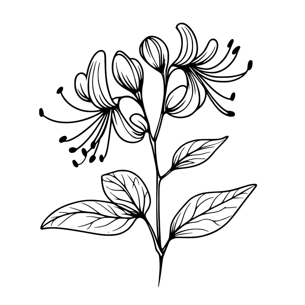 Timeless Honeysuckle SVG for Cricut, Silhouette, Laser Machines