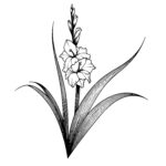 Elegant Gladiolus