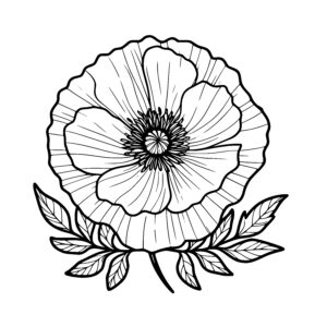 Closeup Poppy Flower