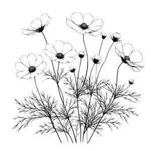 Cosmos Buds