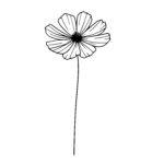 Simplistic Cosmos Flower