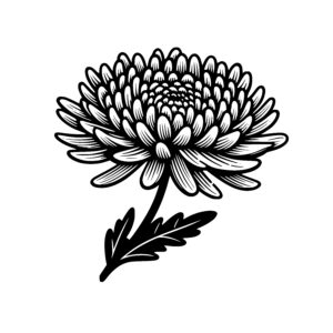 Dazzling Chrysanthemum