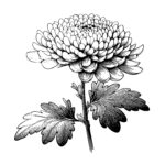 Delicate Chrysanthemum