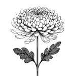 Chrysanthemum Grace
