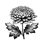 Elegant Chrysanthemum