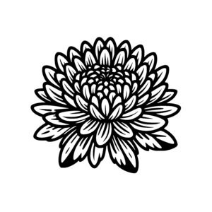 Gentle Chrysanthemum